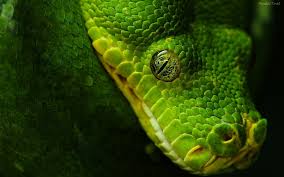 serpiente
